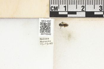 Media type: image;   Entomology 773542 Aspect: Labels